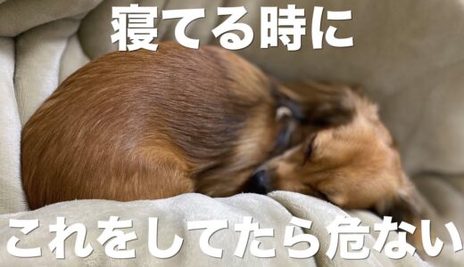 犬が寝てる時にしていたら危険な行動