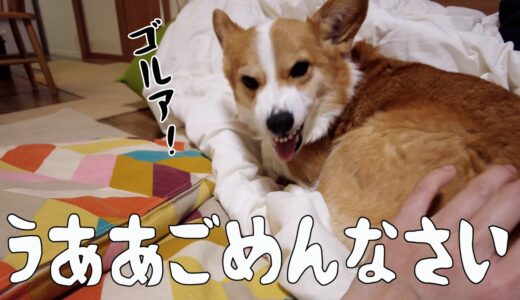 母のチカン行為は絶対許さないコーギー犬