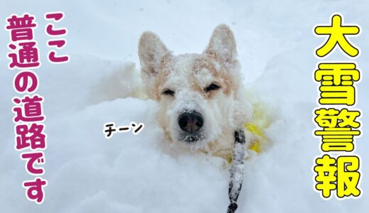 【札幌大雪警報】わんこも車も埋まりました