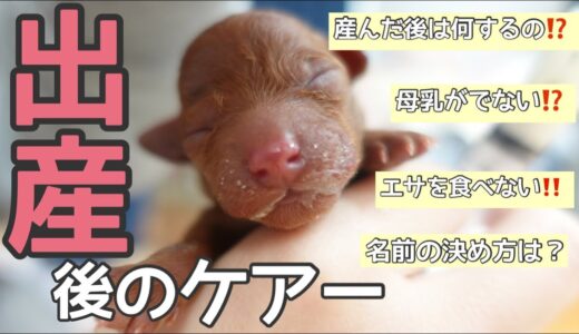 緊急事態!母犬おっぱい出ない!?出産後の子犬と母犬のケアー名前発表します！（トイプードルブリーダー）