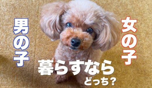 犬の性別と特徴　飼いやすさの違いとは　結局どっちも可愛いです