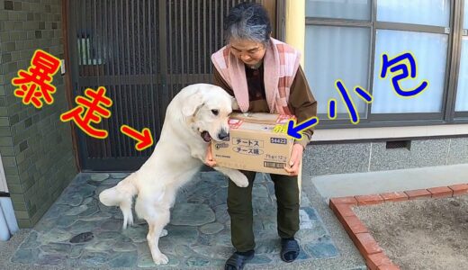 【犬にとんでもない遠方から小包届いた】大型犬相手の開封は体力を削がれる。