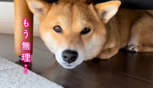 パパが弟犬を可愛がるのでとうとう我慢の限界が来てしまった柴犬