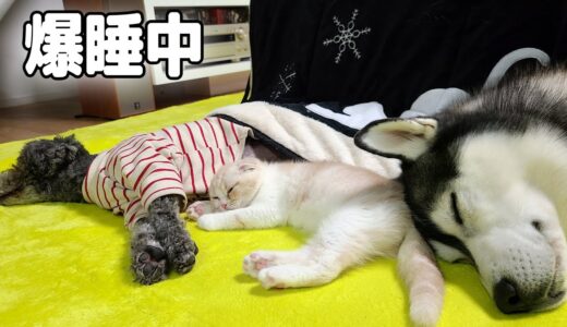 夜中にこっそり出かけたらハスキー犬達と子猫が...