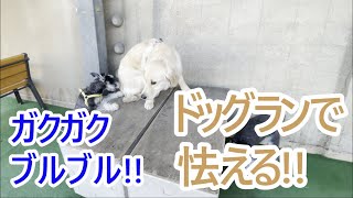 ドッグランに行ったけど、ひたすら怯える逃げる大型犬。ゴールデンレトリバーティト。