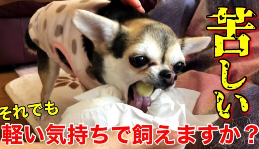 【閲覧注意】無責任な飼い主に犬や猫を捨てる人続出の昨今、覚悟がいる犬との生活　朝から吐きました…