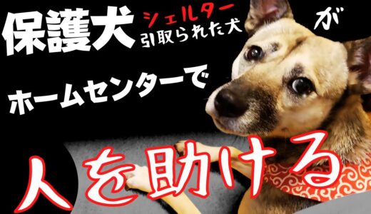 【幸せな保護犬】ホームセンターでセラピー犬？