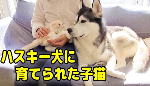 隣で子猫の爪を切るとハスキー犬がこうなる...