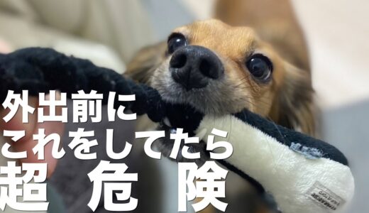 犬を留守番させる時に飼い主がしてしまうと危険な行動