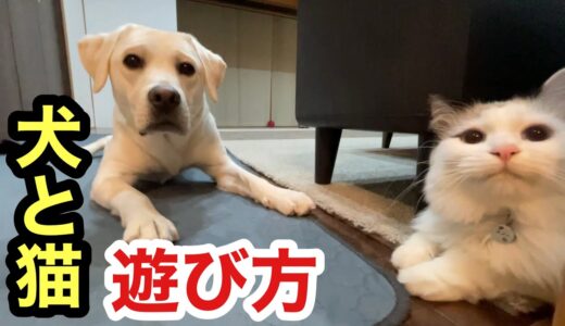 ふんわり鬼ごっこする犬と猫