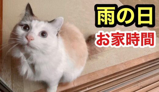 休日楽しみの散歩も雨で行けない犬と猫の過ごし方