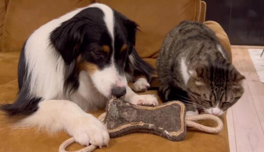 犬に育てられ犬っぽく育ったうちの猫　Good friends dogs and cats