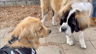 【衝撃】世界最大級の犬種セントバーナードと並んだらビスケが子犬に見えた！