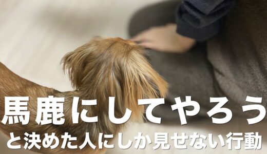 犬が馬鹿にしている人にしか見せない行動