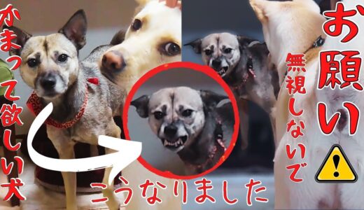 かまってもらえず限界がきた保護犬アッチャンがこちらです・・可愛すぎる笑