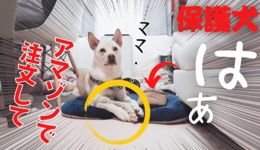 【保護犬の竜之助】ヒモで遊びたいのはママでしょw