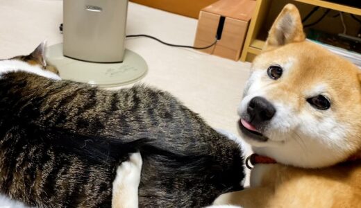 ストーブ前に仲良く集合する猫と犬