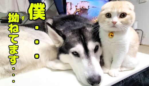 子猫と保護犬のイチャイチャを目撃したハスキー犬が人間のようにプンプンに拗ねた 笑