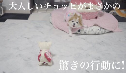 チワワの赤ちゃんを初めて見た老犬チョッピが普段の性格と真逆の行動に😱