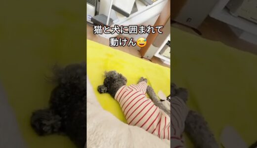 子猫と犬に囲まれて動けん生活がこちら…#shorts