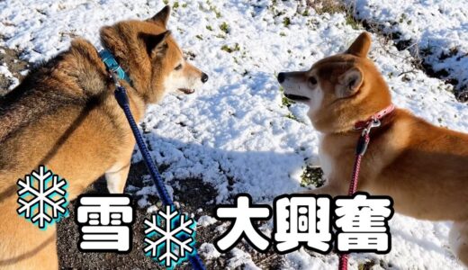 犬は喜び庭駆け回り猫はお部屋でまるくなる～♪