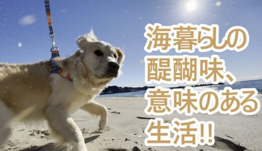 独身男と大型犬の海暮らし、移住定住に関する情報発信！ゴールデンレトリバーの子犬ティト。