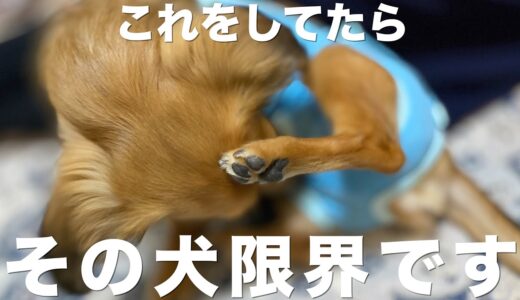 犬がパニックのあまり自分を落ち着かせようとしている行動