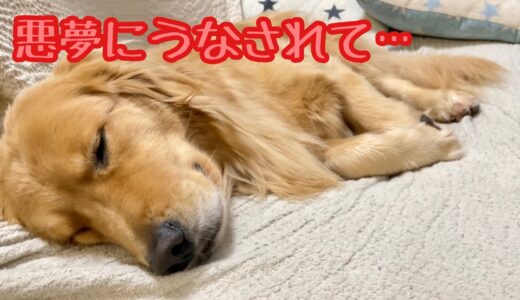 真夜中に突然何かから逃げ出した大型犬クッキー【ゴールデンレトリバーとミニチュアダックスフンド】