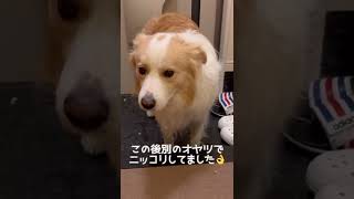 言葉は話せなくても表情で語る犬【ボーダーコリー】#shorts