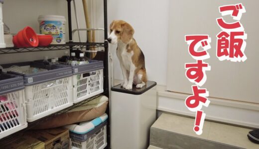 ビーグル犬が最も生き生きとする幸せご飯の時間