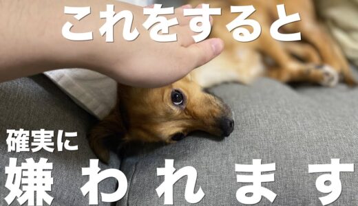 犬に確実に嫌われる飼い主の行動と犬に嫌われなくなる行動