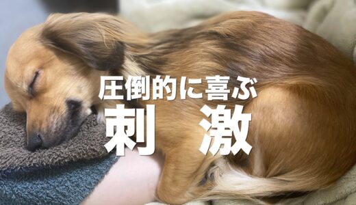 飼い主が刺激すると犬が圧倒的に喜ぶ場所