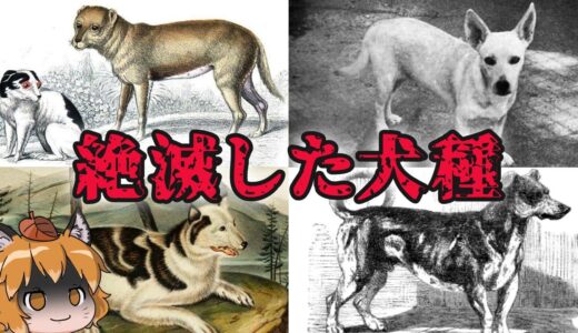 【ゆっくり解説】もうこの世に存在しない…絶滅した犬種6選