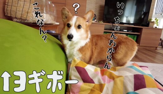 ヨギボーの使い方が理解不能なコーギー犬