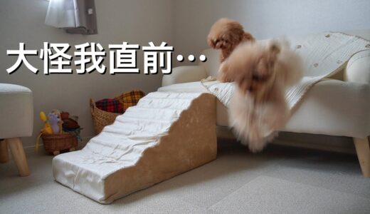 犬の膝蓋骨脱臼、骨折を防ぎたくて手を尽くしました。