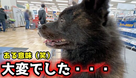 甲斐犬は気性が荒くて大変？一緒にお買い物してみた【甲斐犬と猫がいる暮らし】