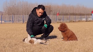 咬人的泰迪不懂得服从，由当当主任做个示范吧（疯狂的泰迪-2）Aggressive Poodle doesn’t know how to obey. Let Dangdang to show him.