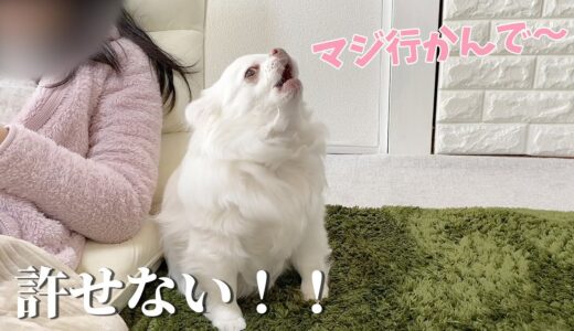 ママとばあちゃんへの見送る態度が違う犬【チワワ】