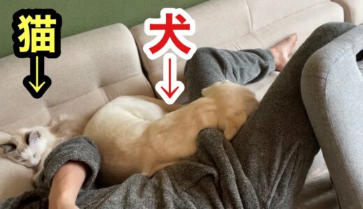 犬と猫と絡み合いながら寝る飼い主の幸せ