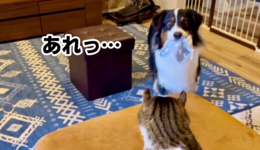 落とし物を拾って飼い主に届けてくれる優しい犬さん