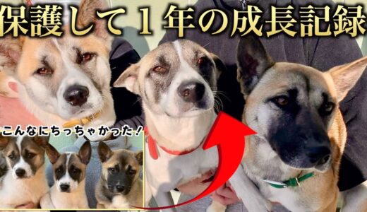 保護犬の１年間の成長が愛おしすぎるのでみんな飼って欲しい。