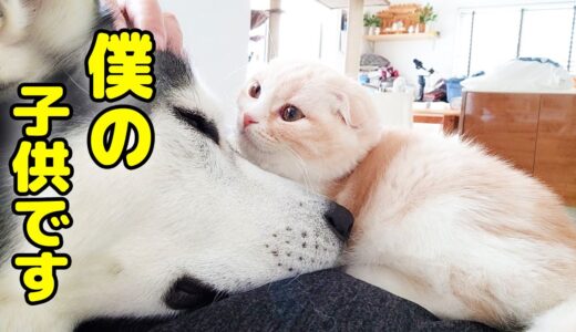 急遽、子猫が初めての病院にハスキー犬の優しさに涙が止まりません...