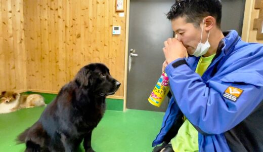 ヘリウムガス吸って犬の名前を呼ぶと・・・Animals react when the keeper’s voice changes