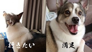 【保護犬】散歩に連れてって！【子犬】冬のしばれる～雪原散歩～