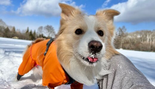 犬の為に必死すぎる飼い主の末路がコチラ【ボーダーコリー】