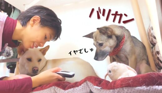 生まれて初めてバリカンを見た犬の反応！ママが泣いちゃった・・犬たちはどうするの？