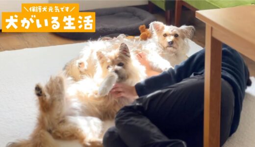 【犬と暮らす幸せ】みんなでヘソ天してたので、嬉しくて隠し撮りしました