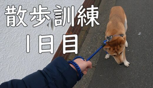 元保護犬ワンジロー散歩の訓練する