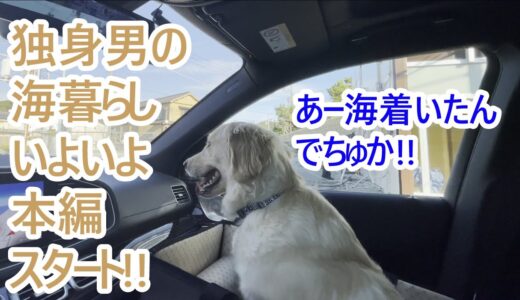 都会に住む独身男と大型犬の海暮らし本編スタート！ゴールデンレトリバーの子犬ティト。