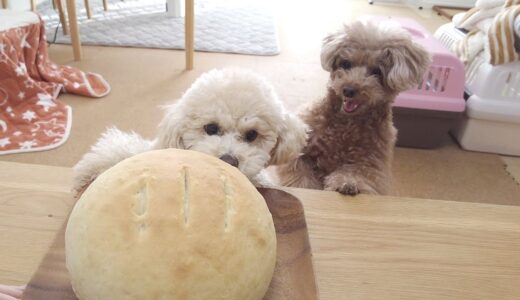 犬も食べれる巨大なパンを作ってみたら普段温厚な犬がガチギレしたｗ【トイプードル】